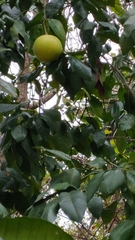 Citrus paridisi