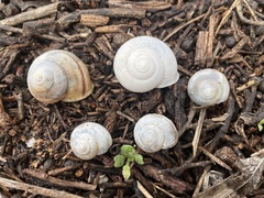 Helminthoglypta tudiculata
