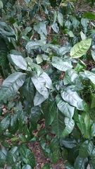 Citrus paridisi