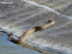 Crotalus molossus nigrescens