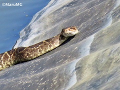 Crotalus molossus nigrescens