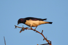 Cinnyricinclus leucogaster