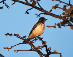 Cinnyricinclus leucogaster