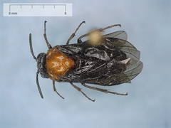 Tethida barda