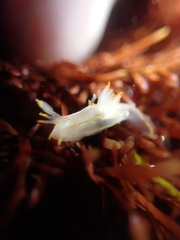 Ancula gibbosa