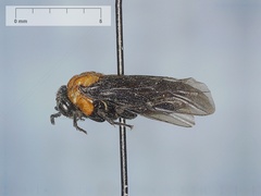 Tethida barda