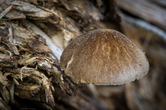 Pluteus fulvibadius