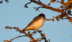 Cinnyricinclus leucogaster