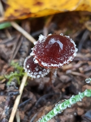 Tubariaceae