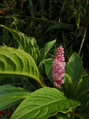 Phytolacca bogotensis