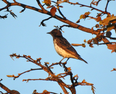 Cinnyricinclus leucogaster