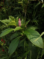 Phytolacca bogotensis