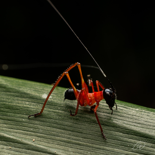 Scaphura nigra