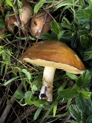 Suillus pungens