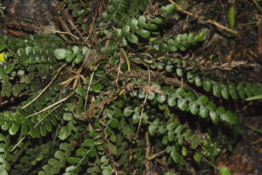 Blechnum membranaceum