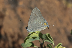 Strymon melinus pudica