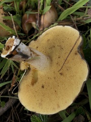 Suillus pungens