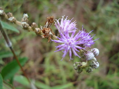Cyrtocymura