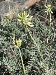 Astragalus