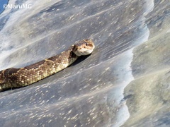 Crotalus molossus nigrescens