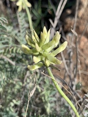 Astragalus