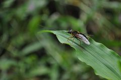Philoliche longirostris
