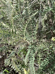 Astragalus