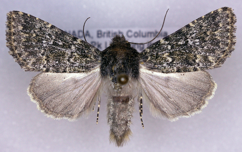 Mossy Pseudobryomima