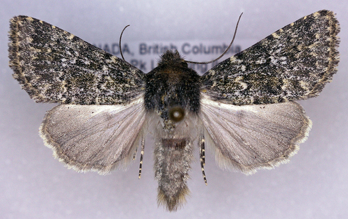 Mossy Pseudobryomima