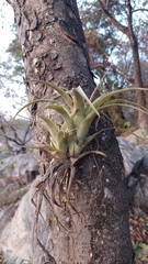 Tillandsia achyrostachys