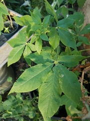 Cleome gynandra