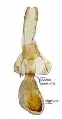 Tornos benjamini