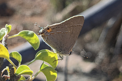 Strymon melinus pudica