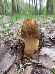 Verpa bohemica