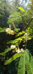 Senegalia bonariensis
