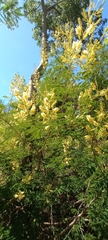 Senegalia bonariensis