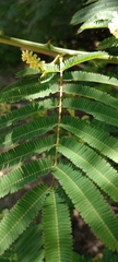 Senegalia bonariensis