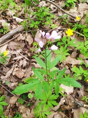 Cardamine quinquefolia