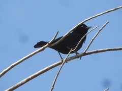 Molothrus rufoaxillaris
