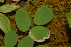 Phytomyza minuscula group