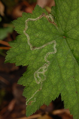 Phytomyza tigris