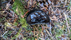 Urnula