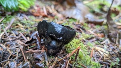 Urnula