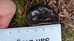 Urnula