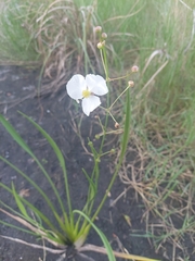 Sagittaria graminea