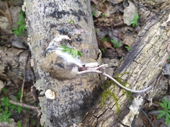 Muroidea