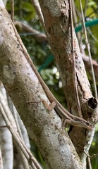 Anolis opalinus