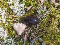 Hydrophilus aterrimus