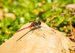 Diplacodes melanopsis