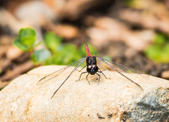 Diplacodes melanopsis